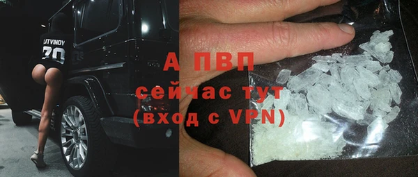 прущие грибы Осинники